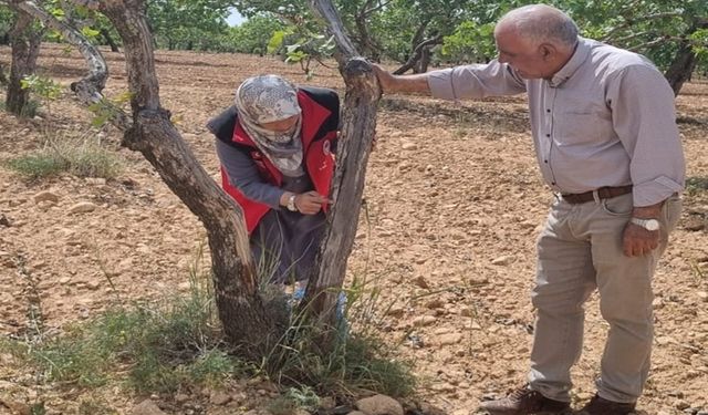 Bozova’da Fıstık Bahçelerinde Döllenme Sorunu ve Zararlı Kontrolleri Yapıldı
