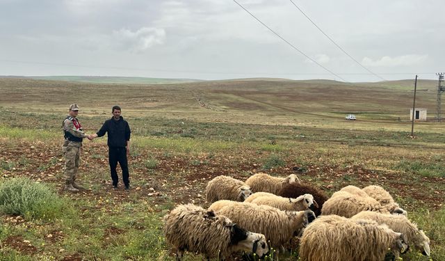 Şanlıurfa’da Hayvan Hırsızlığı: Jandarma'dan Büyük Başarı