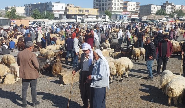 Bayrama Sayılı Günler Kala Şanlıurfa’da Hayvan Pazarlarında Yoğunluk