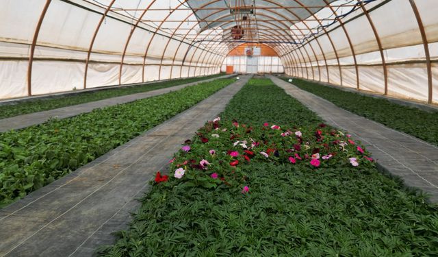 Seralarda Yetiştirilen 500 Bin Çiçek, Şanlıurfa’yı Güzelleştirecek