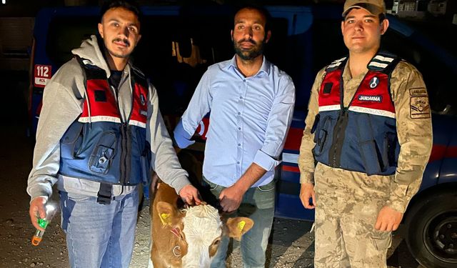 Şanlıurfa'da Büyükbaş Hayvanları Çalan Şahıs Yakalandı