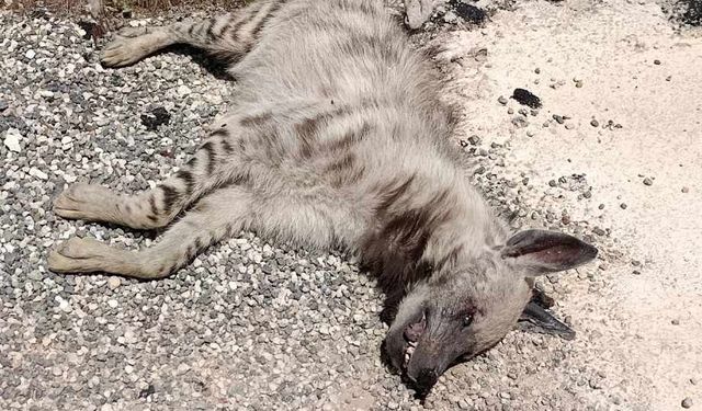 Şanlıurfa’da sırtlan Tarlada Ölü bulundu