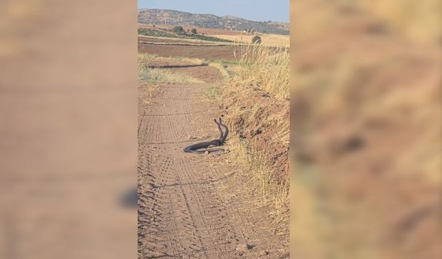 Siverek’te İki Metrelik Yılanların “Dansı” Kamerada