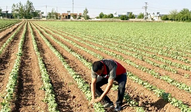 Şanlıurfa’da “Beyaz Altın” Umudu: Pamukta Hedef Yüksek Rekolte