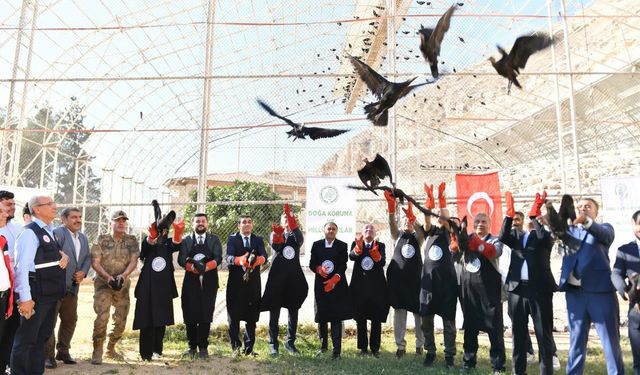 Şanlıurfa'da 45 Kelaynak kuşu Doğaya bırakıldı