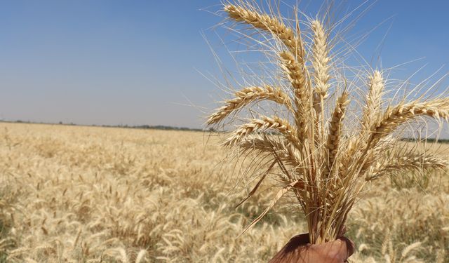 Büyükşehir Belediyesi, 270 Dekarlık Arazide Buğday Hasadına Başladı