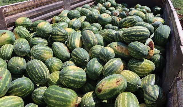 Yaylak Karpuzu Üreticiden Alınarak Vatandaşa Ulaştırıldı