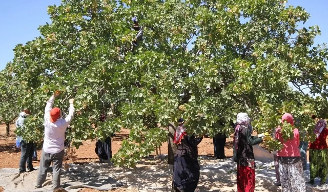 Şanlıurfa’da  Fıstık İşleme ve İşçi Ücretleri Açıklandı