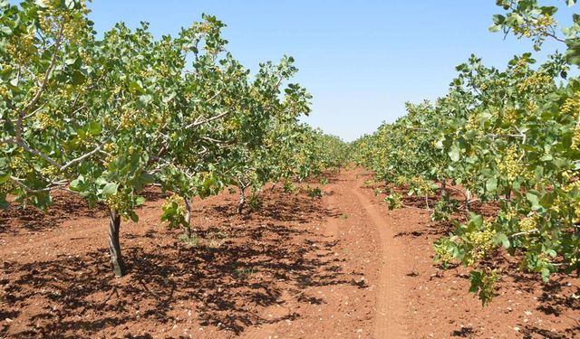 Şanlıurfa Valiliğinden fıstık hırsızlığına karşı uyarı