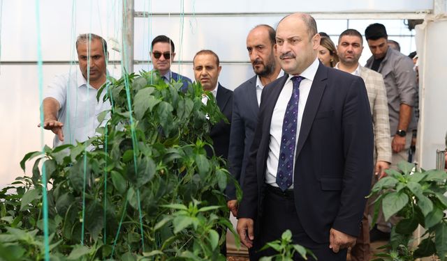 Şanlıurfa Büyükşehir Belediyesi, Ata Tohumuna Sahip Çıkıyor