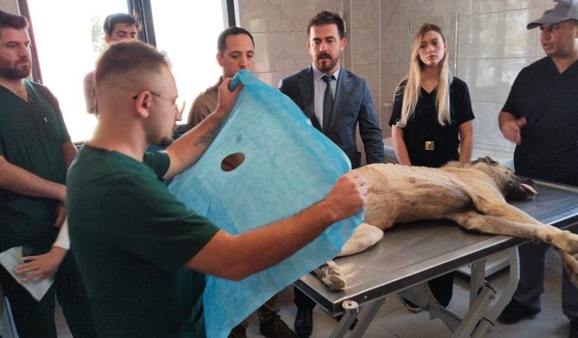 Sahipsiz Hayvanlar İle İlgili Çalışmalar Devam Ediyor