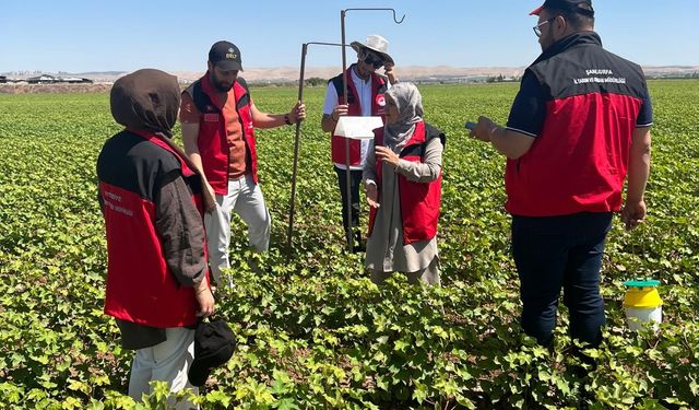 Pamukta Pembe Kurt İçin Biyoteknik Mücadele