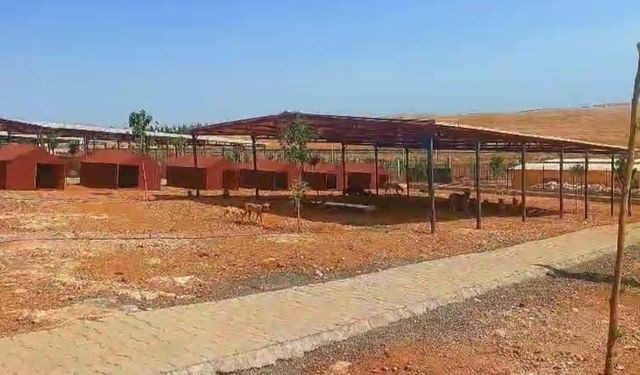 Viranşehir'e Can Olan Yatırım: Şanlıurfa’nın En Modern Hayvan Barınağı Hizmete Girdi!