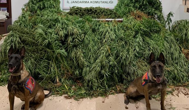 Şanlıurfa'da uyuşturucu operasyonu