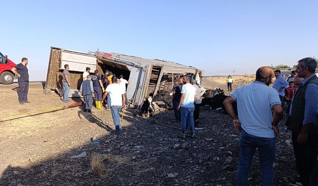 Siverek’te büyükbaş hayvan yüklü araç devrildi