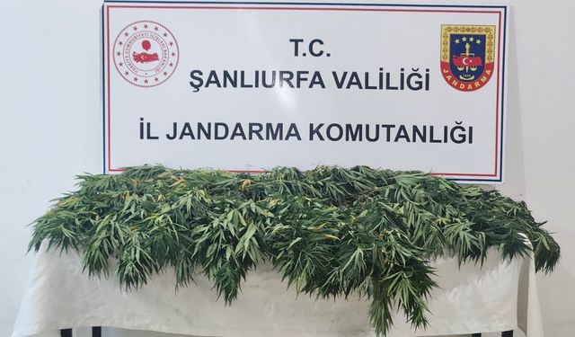 Şanlıurfa’da Jandarmadan Zehir Operasyonu: Binlerce Hap Ele Geçirildi!