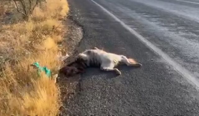 Halfeti’de Ölü Bulundu!