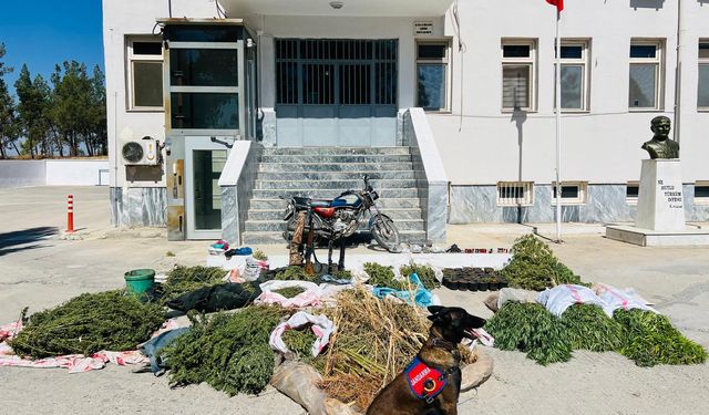 Şanlıurfa'da Ev ve Bahçelere Jandarma Baskını: Onlarca Kilo Ele Geçirildi