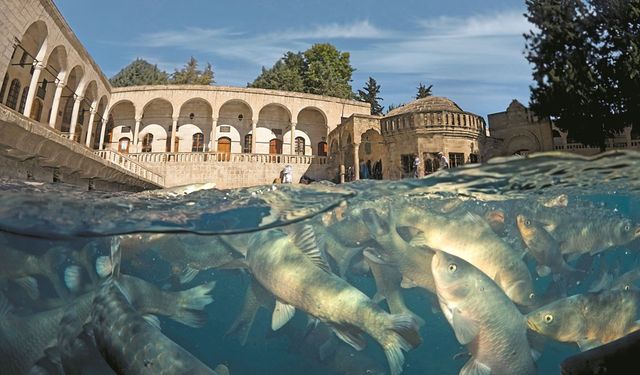 Şanlıurfa’da Kedi Ölümle Burun Burunaydı… Sonra Mucize Oldu!