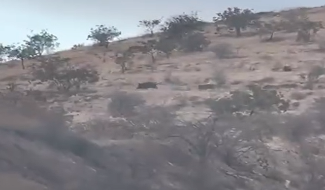 Halfeti’de Domuz Sürüsü Paniği: Vatandaşlar Tarlalarını Kaybediyor