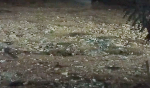 Şanlıurfa’da Gece Yarısı Sürprizi: Parkta Yiyecek Arayan Tilki Kamerada