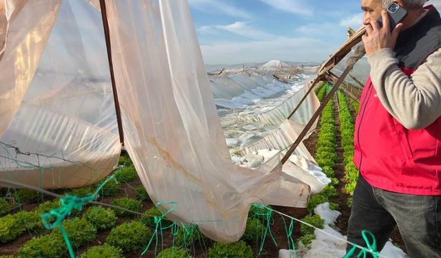 Eyyübiye Çiftçisi Kar Altında Kaldı: 8 Dekar Marul Zarar Gördü