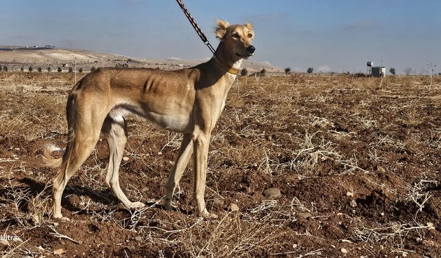 Şanlıurfa’da Doğanın Nefes Kesen Anları Kamerada