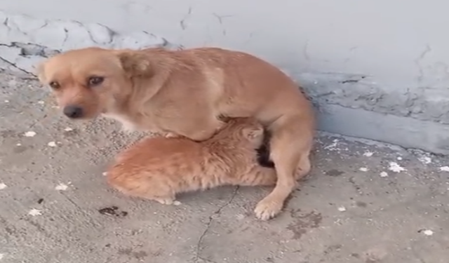 Viranşehir’de ezber bozan kareler: Kedi köpeği emdi