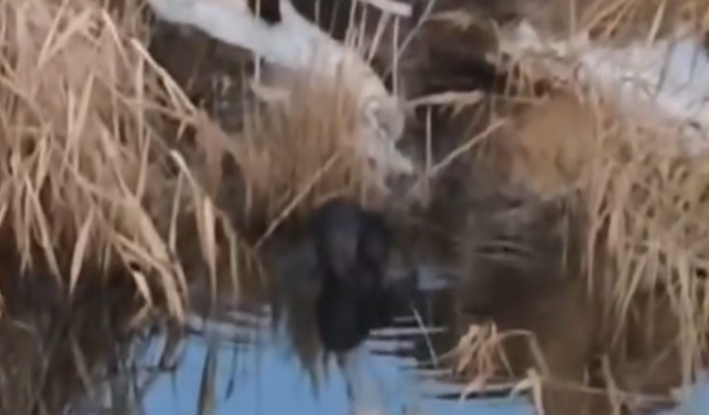 Viranşehir’de Nadir Görüntü: Su Samurları İlk Kez Görüldü