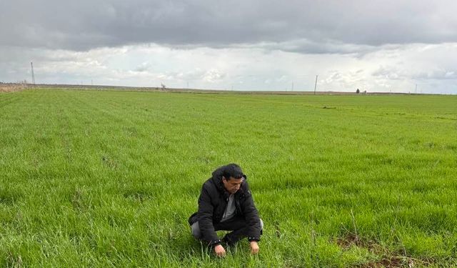 Şanlıurfa’da Bereket Yağmuru