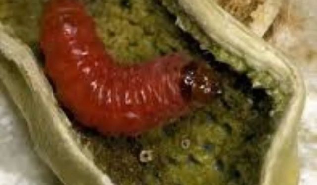 Şanlıurfa’da Pamuk Üreticilerine Kritik Uyarı: Pembekurt Tehdidi