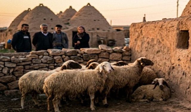 Harran’da Hayvan Hırsızlığı Tırmanıyor! Vatandaş Tedirgin