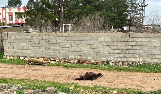 Ceylanpınar’da Yağış Felaketi: 5 Koyun Elektriğe Kapıldı