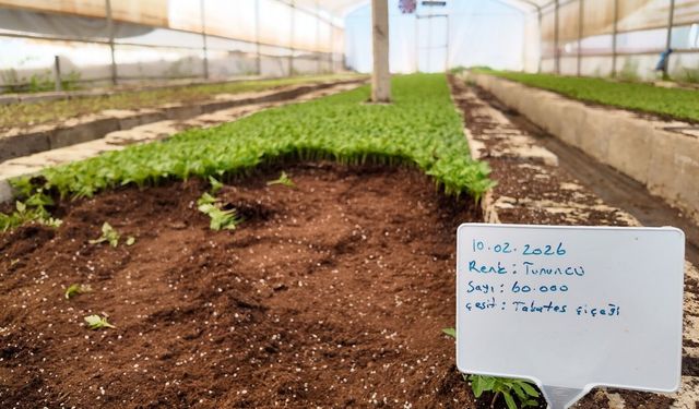 Büyükşehir Seralarında 400 Bin Yazlık Çiçek Üretiliyor