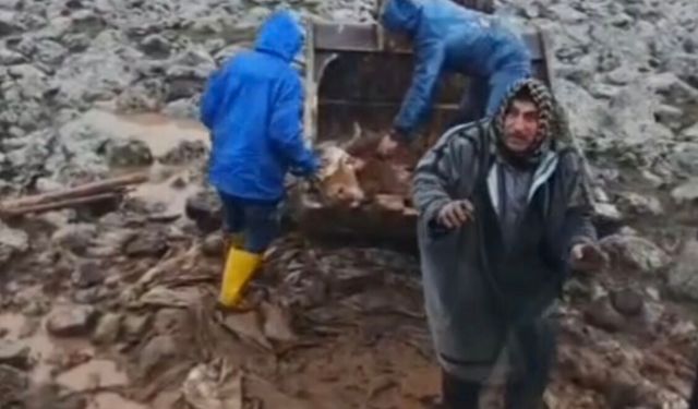 Viranşehir’de Çamura Saplanan İnek  Kurtarıldı