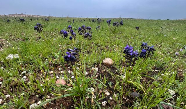 Şanlıurfa’da Doğa Uyandı! Dev Araziler Rengarenk Oldu