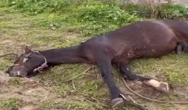 Birecik’te Korkutan Olay: Yıldırım Hayvanı Vurdu