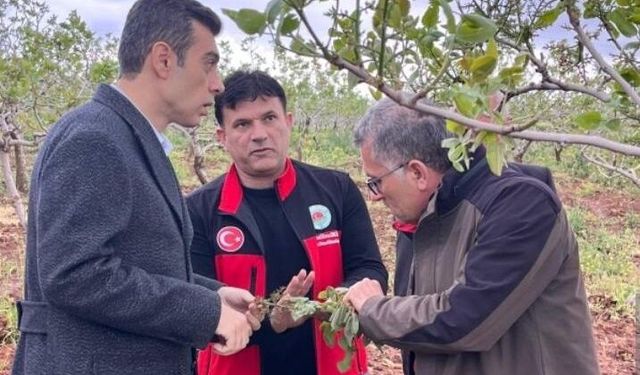 Dolu Fıstığı Vurdu: Şanlıurfa’da Çiftçi Zor Durumda