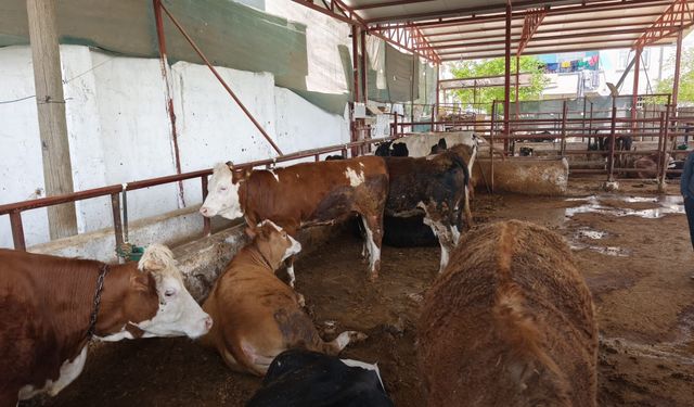Şanlıurfa’da Kurbanlık Alarmı! Fiyatlar Dudak Uçuklattı