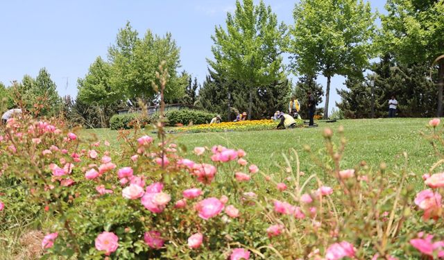 Büyükşehir Kendi Serasında Üretti, Şehrin Dört Bir Yanını Çiçeklerle Donattı
