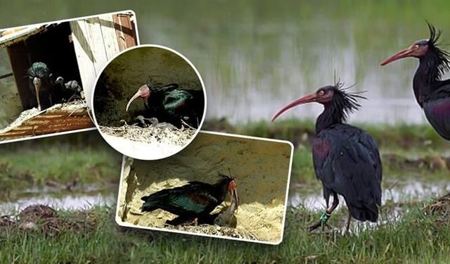 Birecik’te Doğanın Mucizesi! Kelaynaklar Yavrulamaya Başladı
