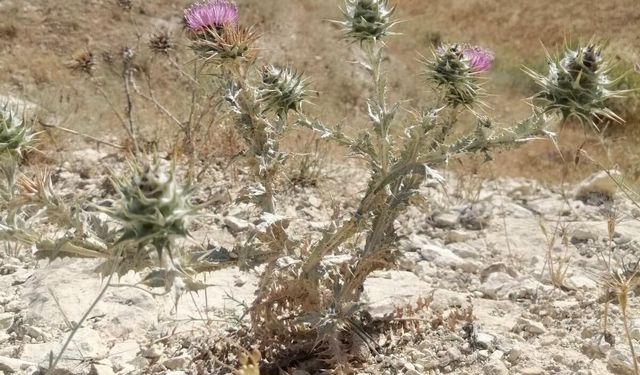 Birecik ve Halfeti Arasında Doğal Zenginlik