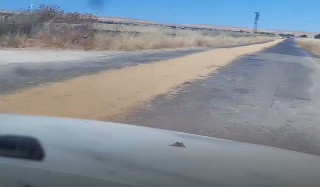 Harran’da Sarı Şerit Gibi Manzara: Kamyondan Buğday Saçıldı