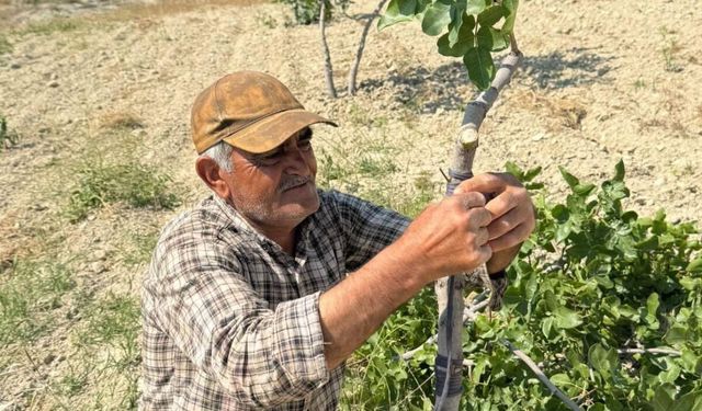 Şanlıurfa’da Kavurucu Sıcakta Fıstık Kalem Aşısı Mesaisi Başladı