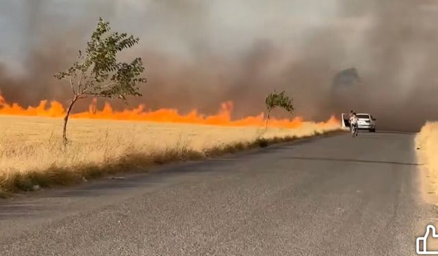 Şanlıurfa'da Buğday Tarlalarında Yangın