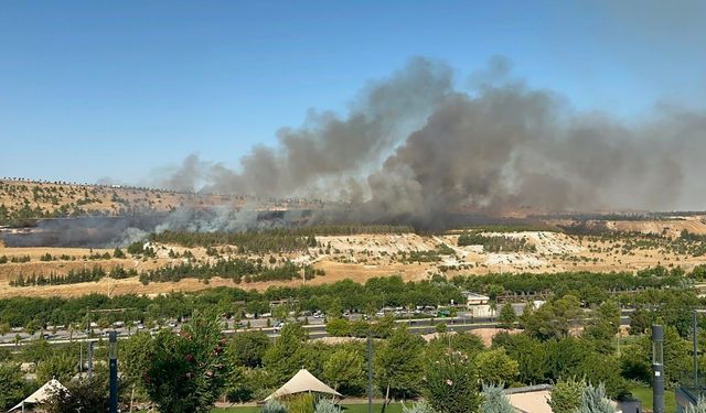 Şanlıurfa’da Ormanlık Alanda Yangın! İtfaiye Ekipleri Harekete Geçti