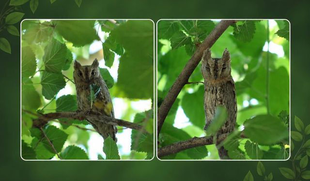 Birecik’te Sevindiren Görüntü! Çizgili İshak Kuşu Objektiflere Takıldı