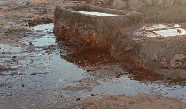 Şanlıurfa’da Örnek İnsanlık! Susuz Kalan Hayvanlar İçin Seferber Oldu