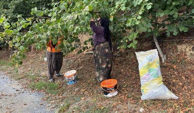 Şanlıurfalı Fındık İşçileri Bu Sezon Ne Kadar Kazanacak? İşte Günlük Ücret