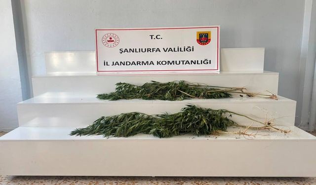 Akçakale ve Viranşehir’de Kenevir Baskını! Toplam 24 Kök Ele Geçirildi
